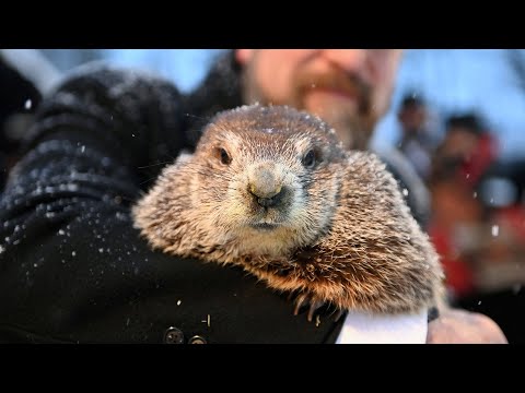 Видео: Groundhog Punxsutawney Фил няма нищо на тези 7 прогнозиращи животни