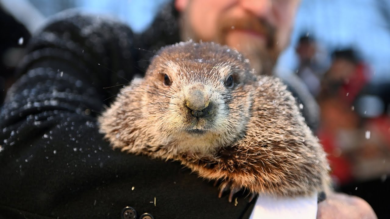 Thursday is Groundhog Day; but just how accurate is Phil? - Daily ...