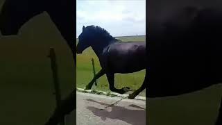 💢走马上路 步伐稳健太漂亮了！Such A Beautiful Horse #Animal 【跟着图尔去旅行】