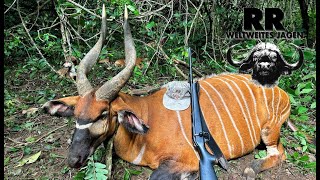 Hunting Adventure Cameroon | Bongo | RR Weltweites Jagen