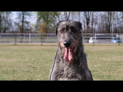 Video: Irish Wolfhound Razza Di Cane Ipoallergenico, Salute E Durata Della Vita