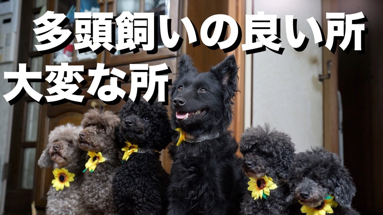10年間犬6頭を多頭飼いしてみてわかった良いことと大変なこと トイプードル ムーディ Youtube