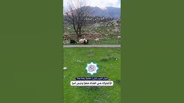 تلاوة رائعة جدا للقارئ الشيخ نوزاد الكردي - #quran #قران
