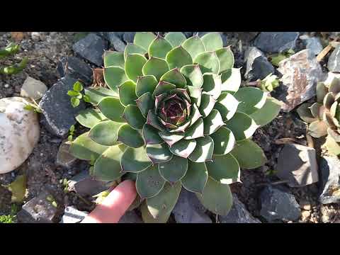 Wideo: Rozmnażanie Kaktusów I Sukulentów Przez Sadzonki