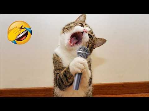 New Funny Animals 😂 Funniest Cats and Dogs 2026 🤣 Part 4