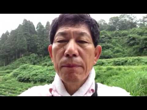 今朝の薬草畑 薬草栽培農家四十九豊一