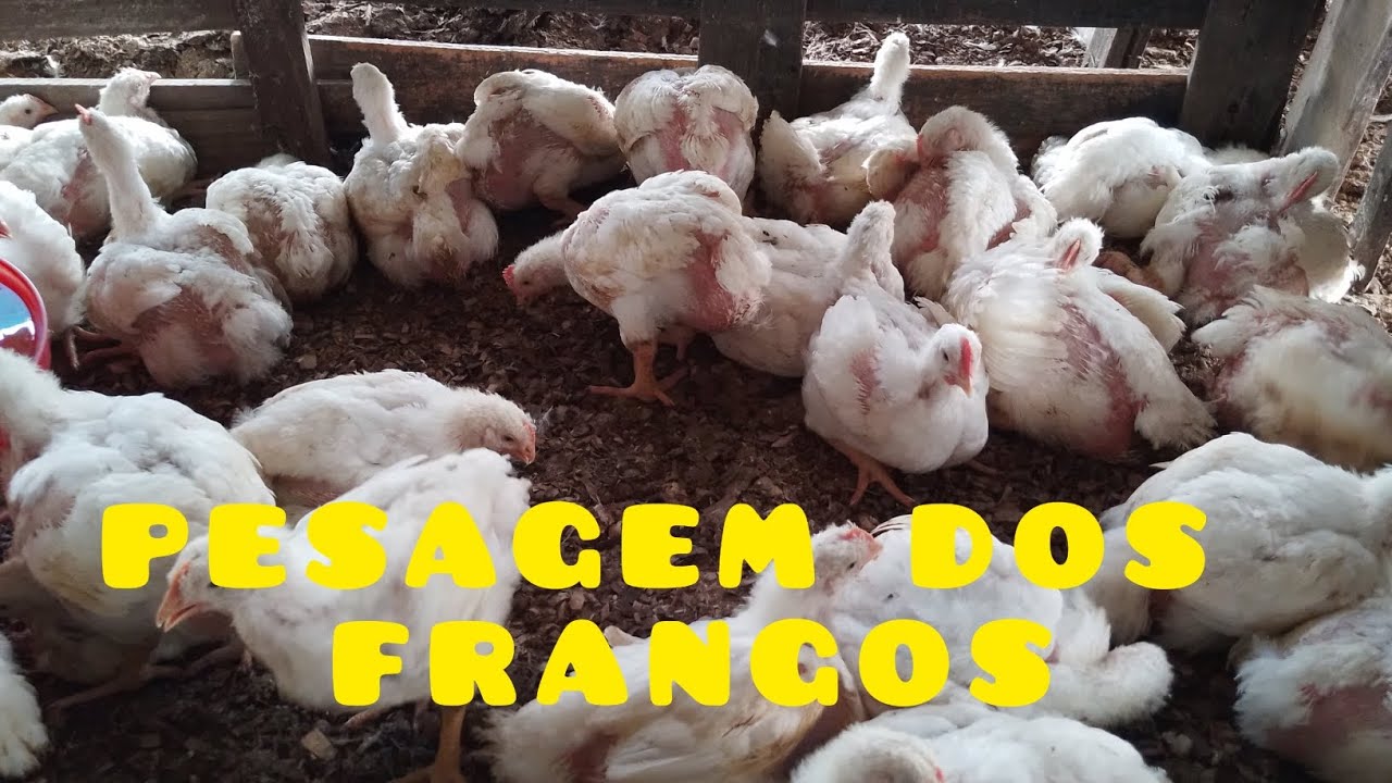 PESAGEM DOS FRANGOS COM 30 DIAS.