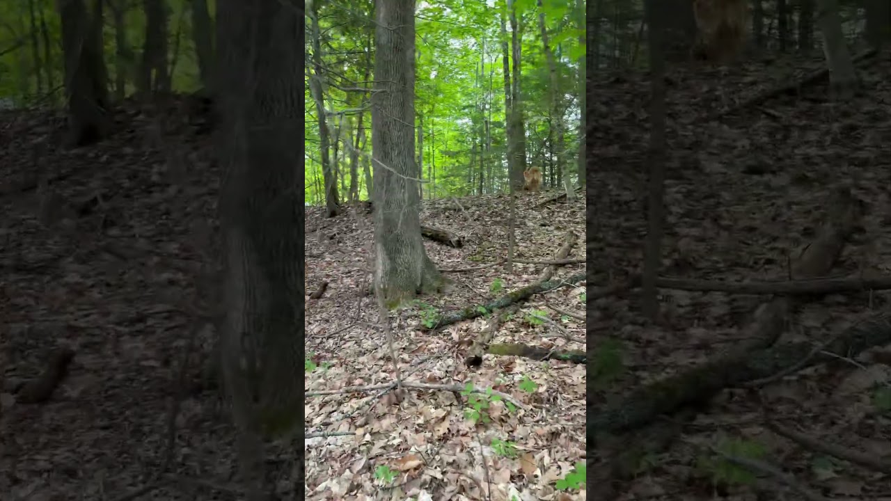 A man and his golden retriever on a successful Maine shed hunting trip.