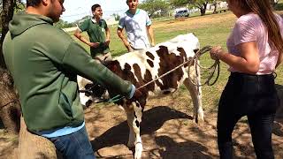 IPEA N° 235 - DOCILIDAD ANIMAL