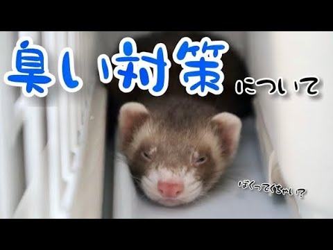 フェレットのニオイ対策｜飼い主が今日からできる7つの方法