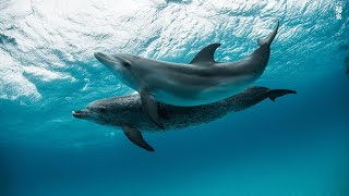 4K Stunning Underwater Wonders of the Red Sea + Relaxing Music - Coral Reefs \& Colorful Sea Life