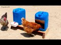 Bebedero y comedero para gallinas