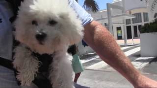 Miami South Beach - Lincoln Road Tour Miami South Beach - Lincoln Road Tour