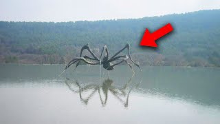 Shocking Creatures That Are Not From This Planet!