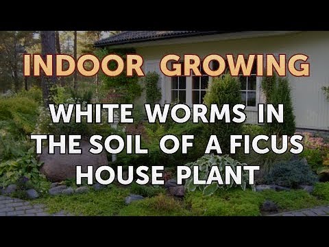 White Worms in the Soil of a Ficus House Plant