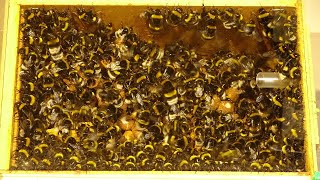 Bumblebee mating flights - They are beautiful, young and ready for HSDMF | POLISH BUMBLEBEE