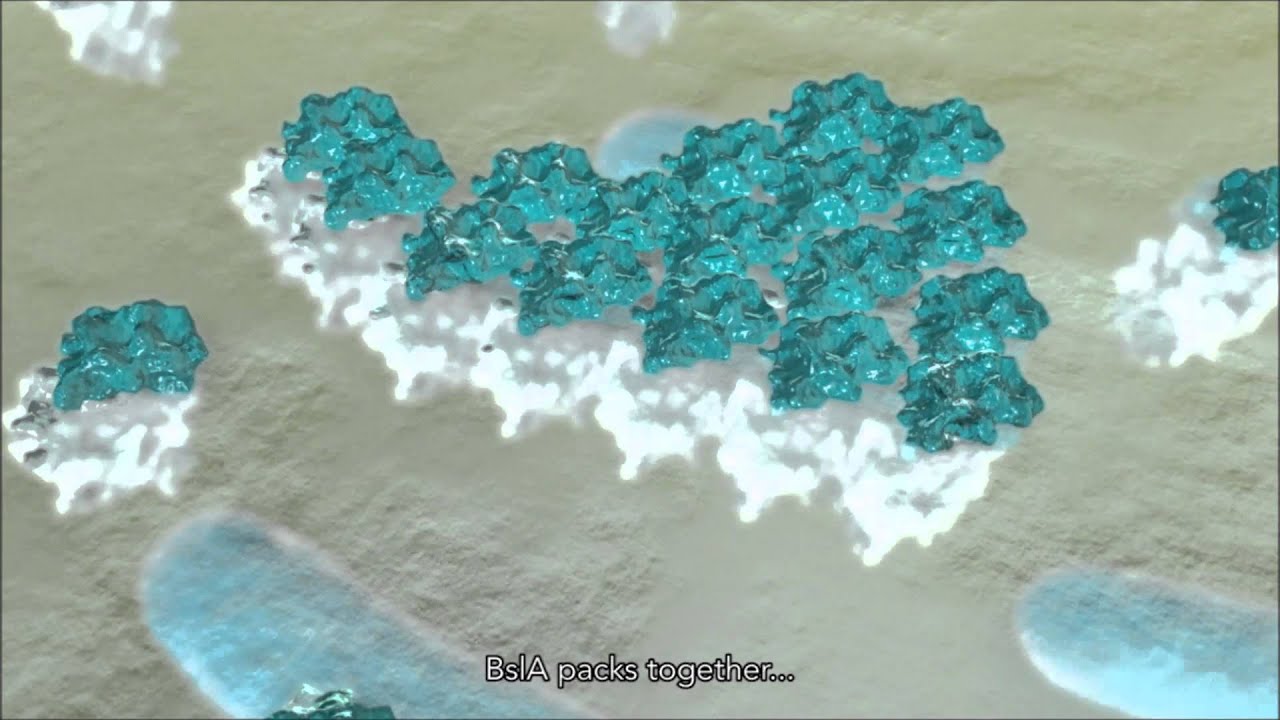Biofilm Construction YouTube