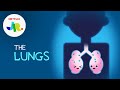 The Amazing Journey of Air Through Your Lungs