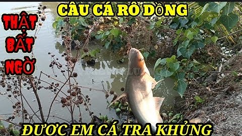 Câu cá rô đồng bất ngờ được "Em" cá tra to đùng.