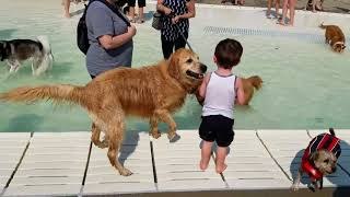 Cody at the Swimming Pool 08/12/18 by tlimberg06 22 views 5 years ago 35 seconds