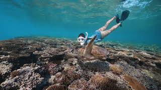 Snorkelling - Lady Musgrave Experience
