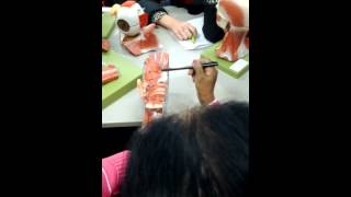 Pns Video 7