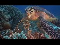 Tubbataha, Philippines, 2017 HD. What an experience!!! See more at www.PrimeDives.Com
