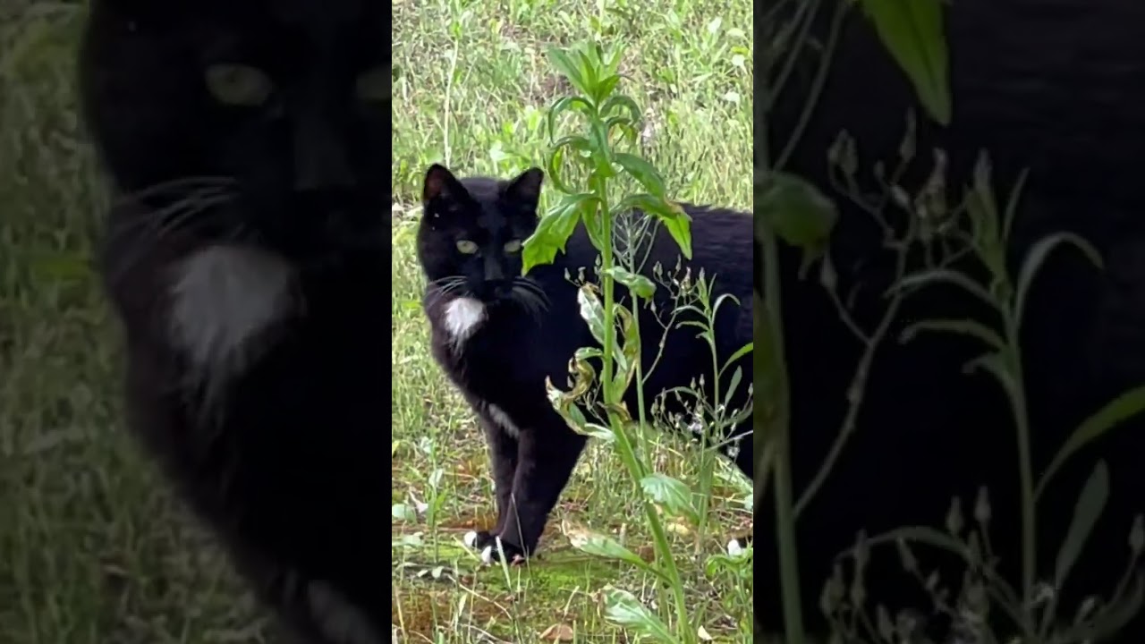 Olive's Spray. Marking territory. 