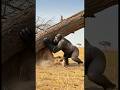A gorilla rescues a camel trapped under a log.#animals #dog #rescue