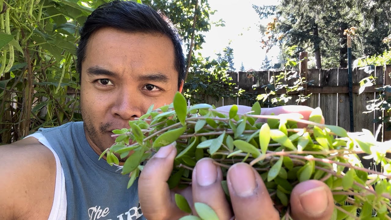 Summer Kitchen Cooking with What My Garden Gives Me YouTube