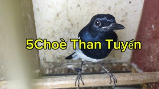 2411Mới Về 5 Choè Than Vip Tuyển Và Quế Lâm Trống Mái Nuôi Aviary.ae Lh Sdt Zalo 0984234990
