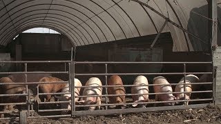 Iowa farmers concerned about effects of proposed U S  tariffs on China