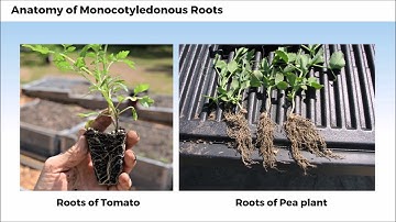 4. 11B06.3 CV2 Anatomy of Monocotyledonous Roots