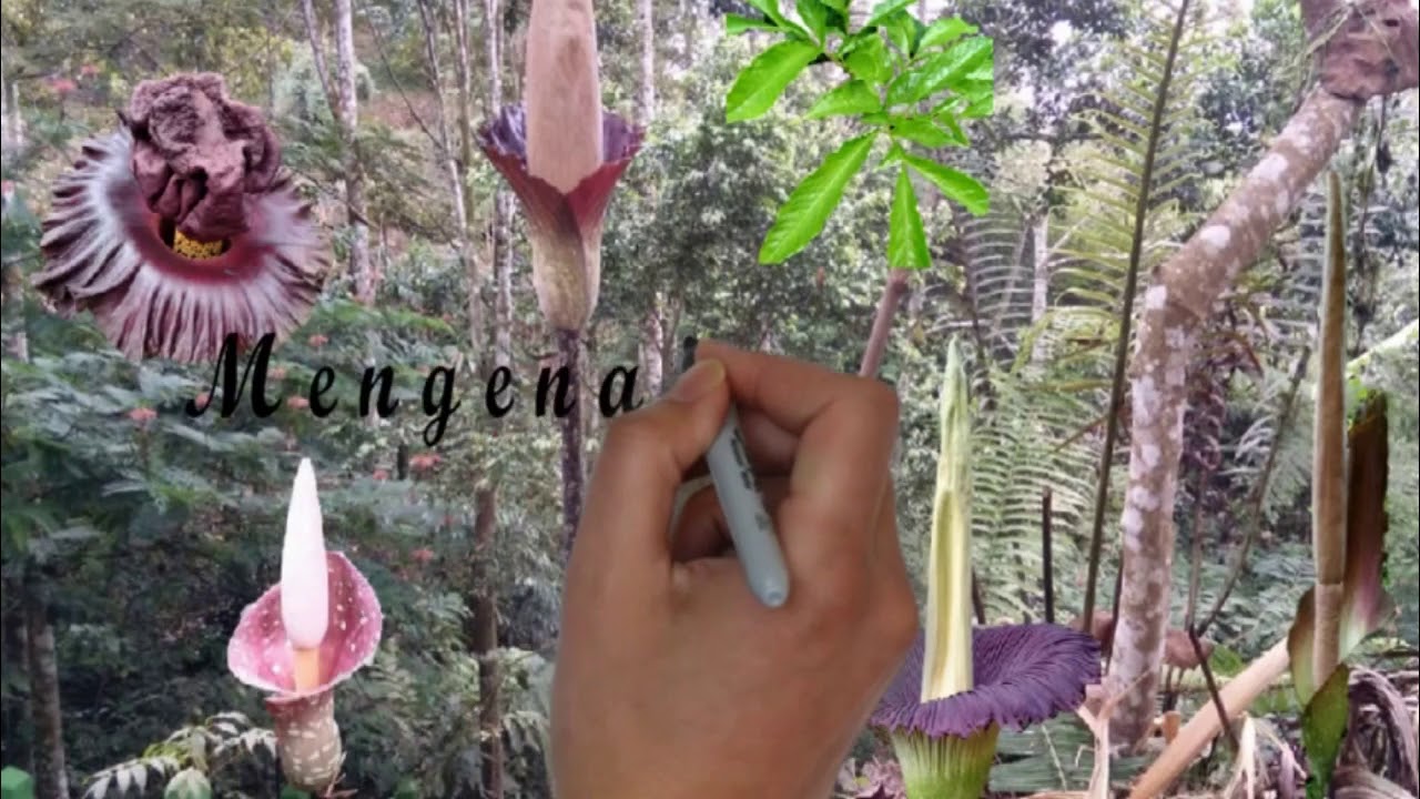 Jenis jenis bunga bangkai (Amorphophallus)