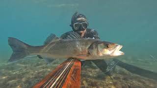 Winter Seabass Spearfishing In Croatia