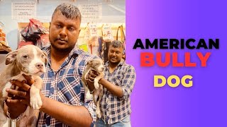Amrican Bully Heavy Qwailty | Elephant Colour Amrican Bully Dog | Saloni Pet Shop Kanpur by SALONI PET SHOP KANPUR 465 views 1 month ago 2 minutes, 32 seconds