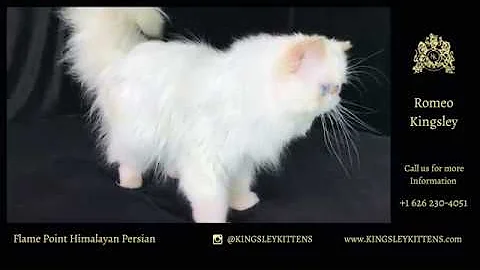 Video 3772181: persian himalayan kittens, flame point himalayan persian, male persian himalayan