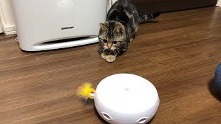 自動猫じゃらしにビビってたのに急に飛びついて来る猫ｗ