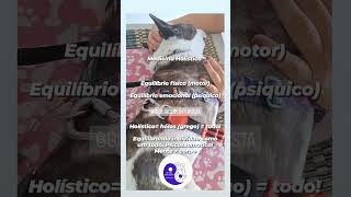 Como tratar bem.os animais que tbm são seres senscientes. Drª Msc Giulia mestreUFRRJ (4)