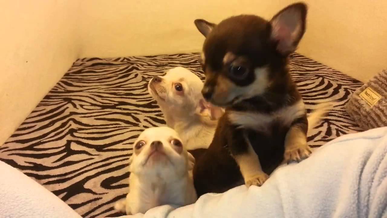 Chihuahua puppies for sale in Mansfield, Texas YouTube