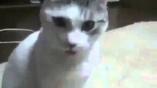 Şaşkın Kedi Youssuff Çok Komik