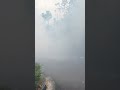Fogging mosquitoes #fogging #foggingnyamuk #denggi #satisfying #fog #kementeriankesehatan