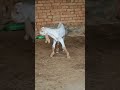 ماشااللہ بہت پیارا شوق ❤️#animals #yputube #viralvideo #typebeat #beautiful #youtubeshorts #animals