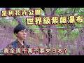 這段時間不要來日本玩?黃金週人流~足利花卉公園 世界級紫藤瀑布~比櫻花更壯觀?
