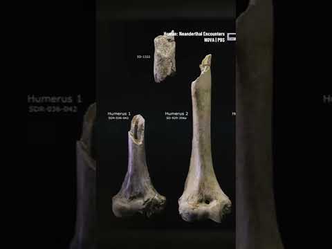 This Neanderthal family was cannibalized #neanderthal #ancient #archaeology