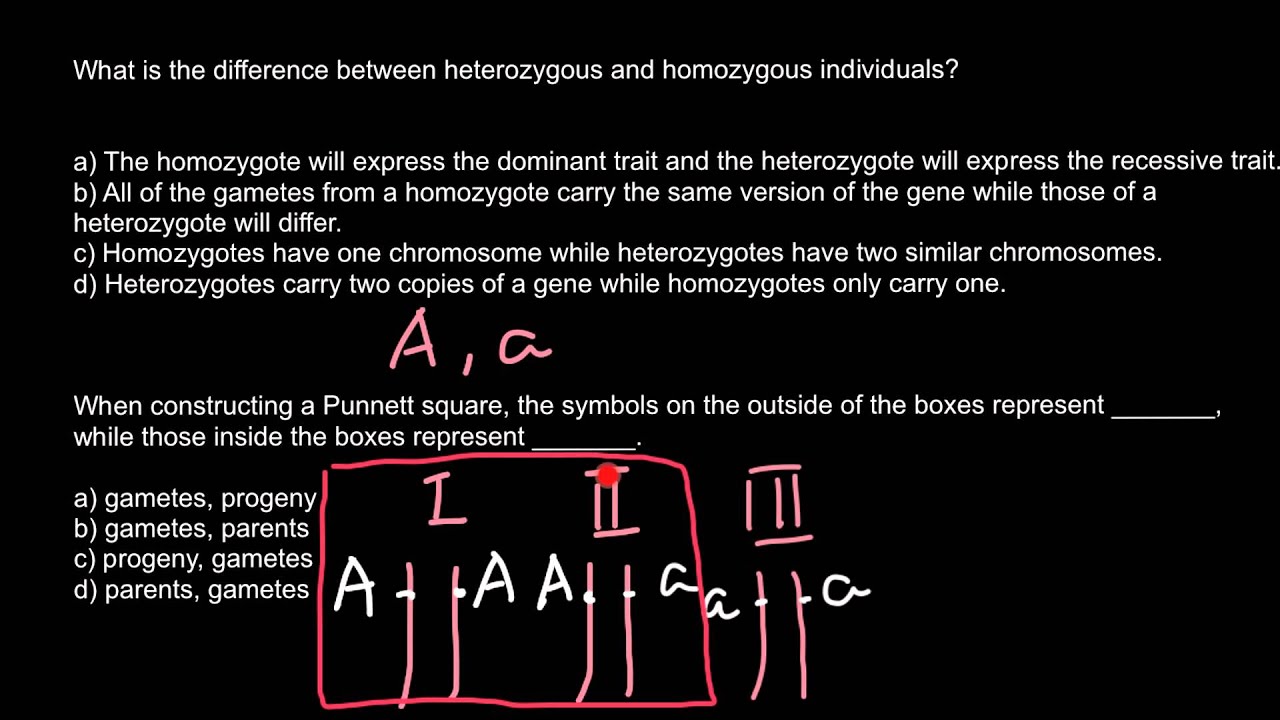 What is the difference between heterozygous and homozygous