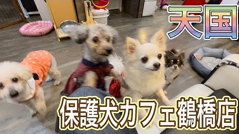 保護犬カフェ天神橋店 Youtube