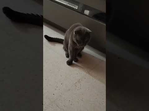 jugando con el puntero