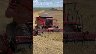 Casei Combine Harvesting Canola