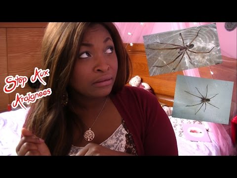 Vidéo: Comment faire un piège à araignées maison ?